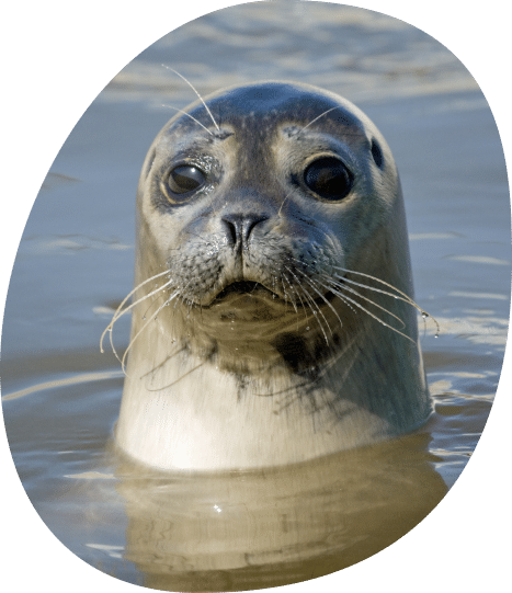 phoque baie de somme
