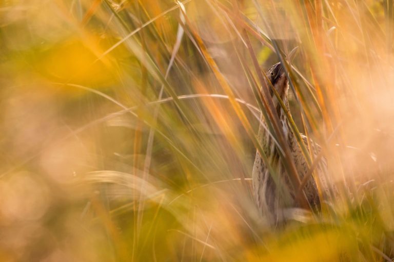 46612 1ER DANS SON ENVIRONNEMENT@Jan PIECHA ALLEMAGNE scaled 1