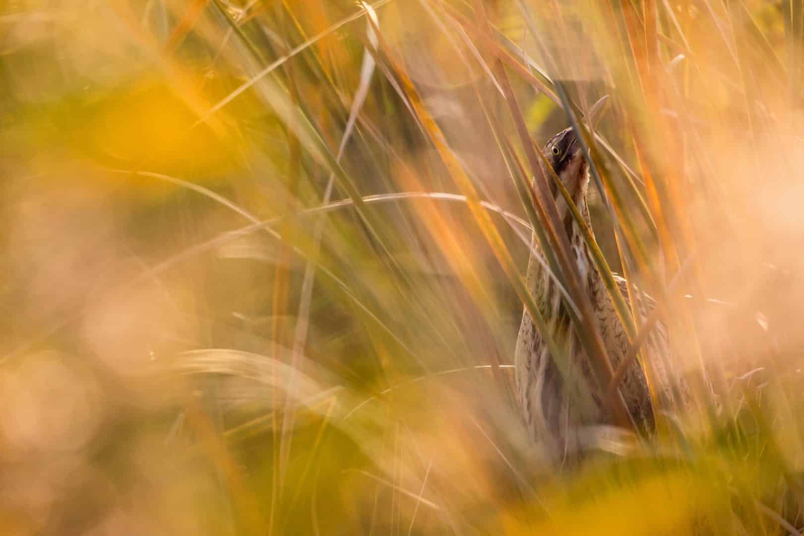 46612 1ER DANS SON ENVIRONNEMENT@Jan PIECHA ALLEMAGNE scaled 1